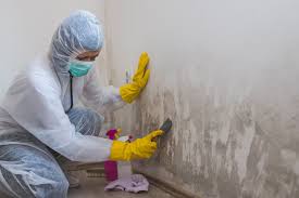 Best Mold Odor Removal Services in Shasta Lake, CA